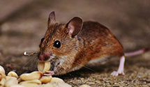 24 Hour & Emergency Exterminators in Mount Holly, NJ